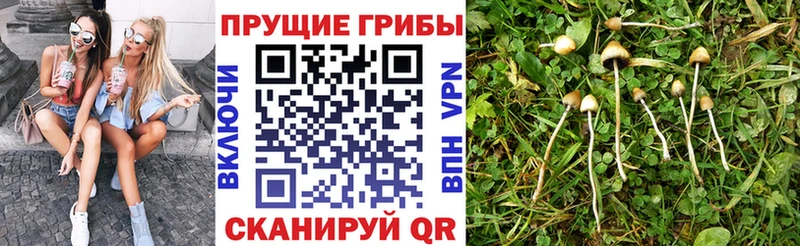 закладки  Советский  Галлюциногенные грибы Psilocybe 